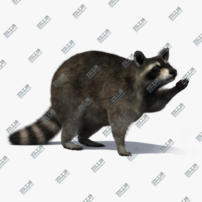 images/goods_img/2021040232/3D Raccoon Rigged/1.jpg